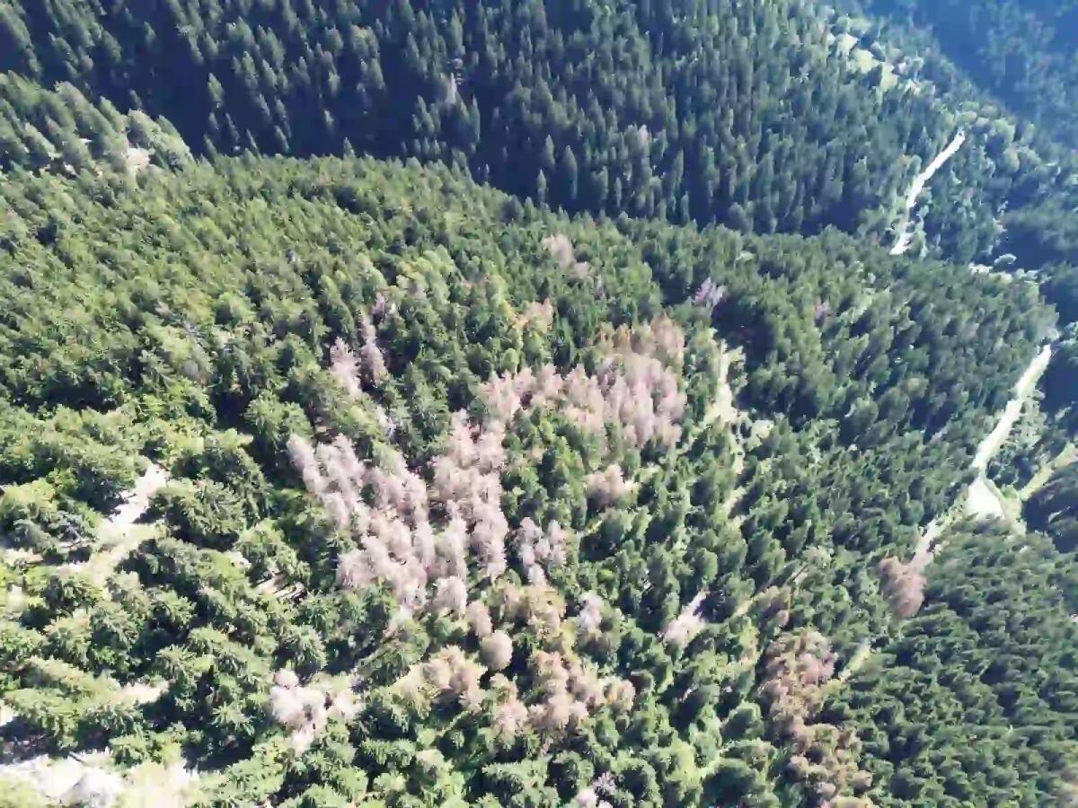 Gli strumenti di Forest Sharing e allerta precoce per le foreste della Carnia a cura del Consorzio Boschi Carnici - 