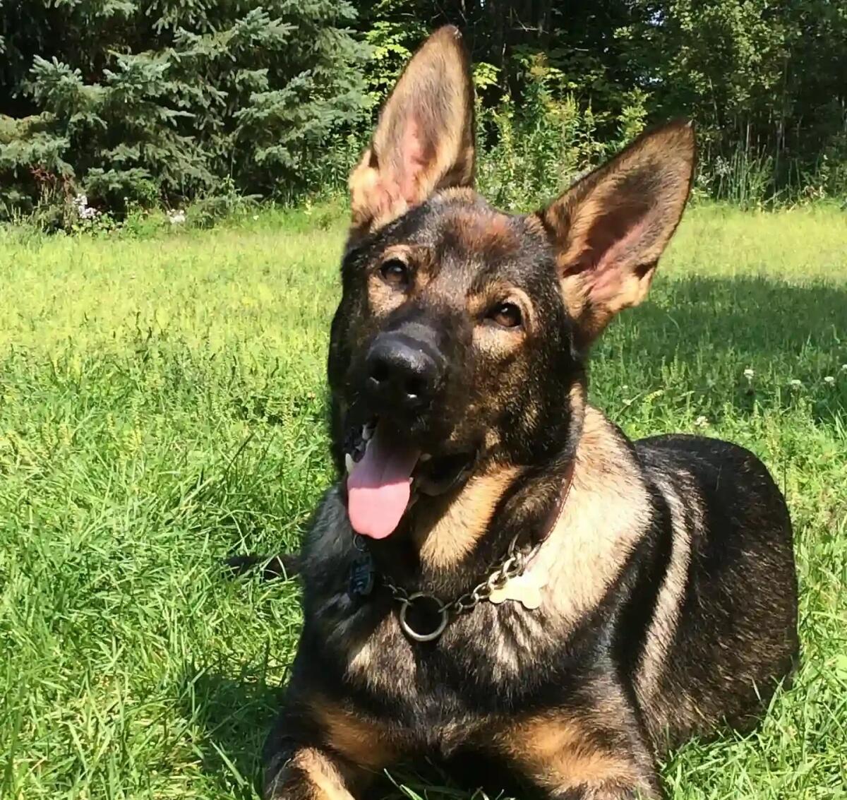 Le razze di cane più comuni nelle forze di polizia - 