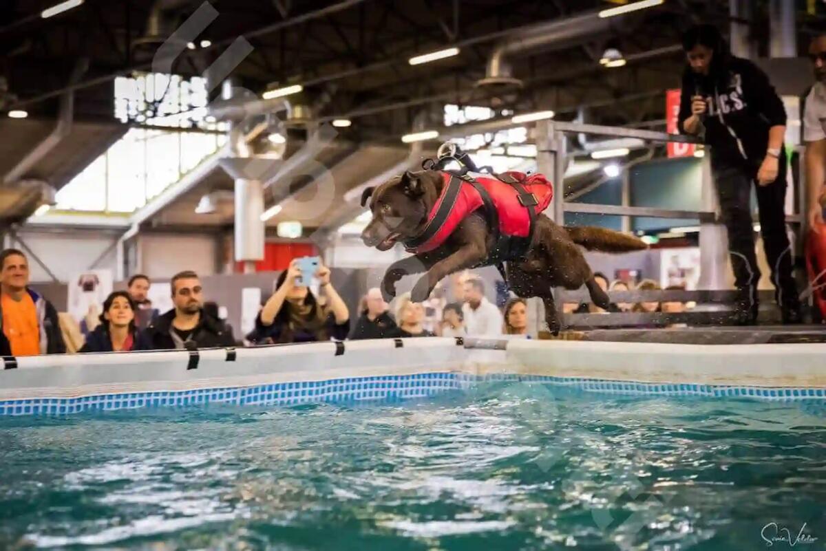 Alla Fiera di Pordenone un weekend dedicato agli animali da compagnia - 