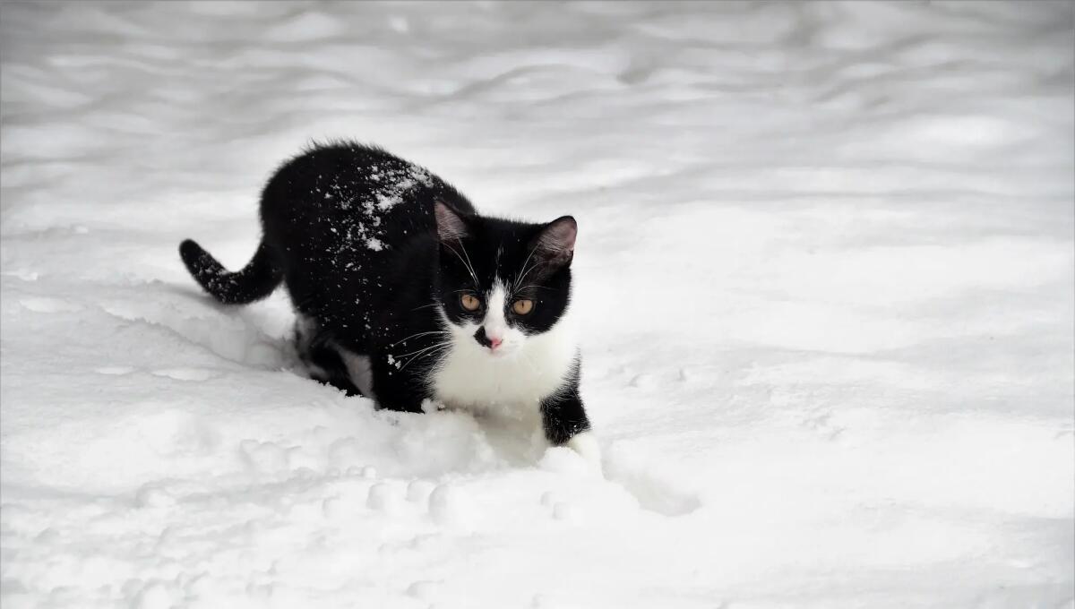 Meteo, neve anche a bassa quota in Veneto e Friuli Venezia Giulia: "Stato di Attenzione" -