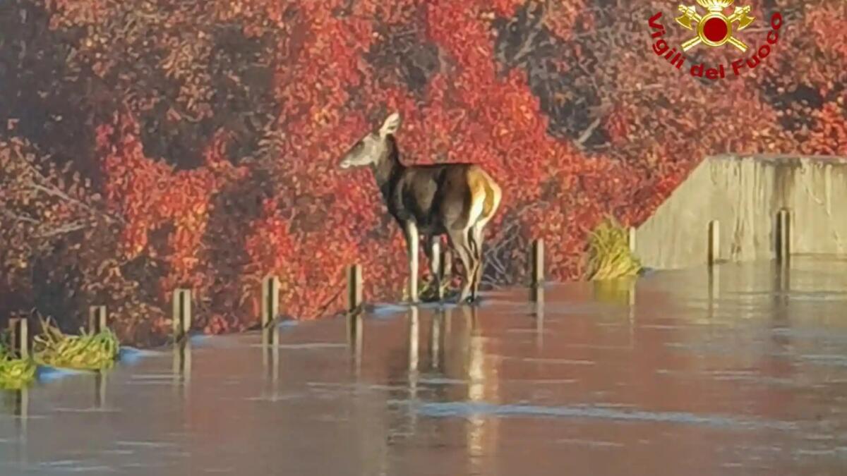 Bassano del Grappa, cerva bloccata alla centrale di Ca’ Barzizza - 