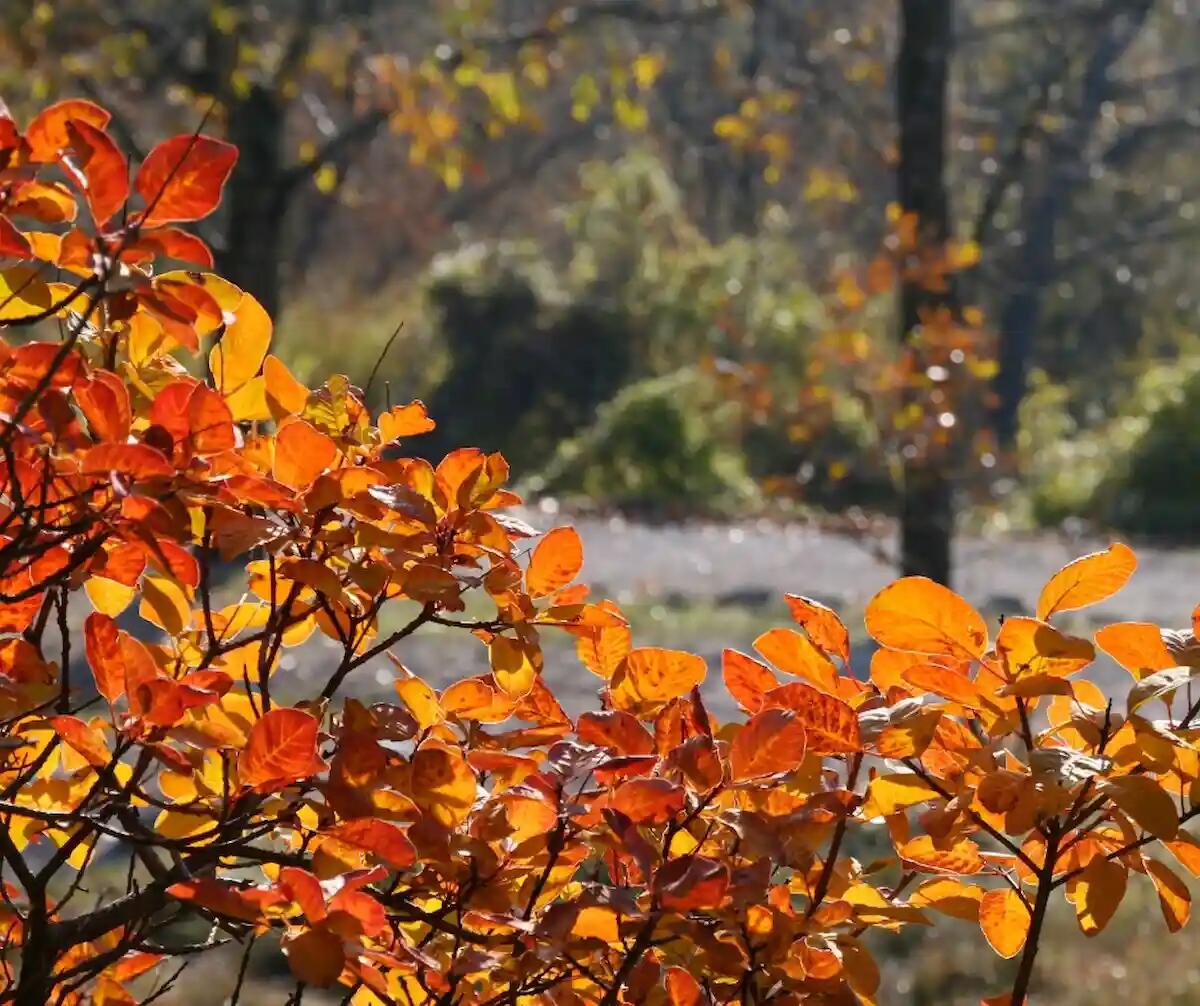 Escursione tra i colori del Carso autunnale e le tracce della Grande Guerra, domenica 12 novembre -