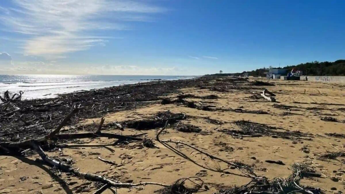 Lignano, la legna sulla spiaggia ora si può raccogliere: c'è l'Ordinanza - 