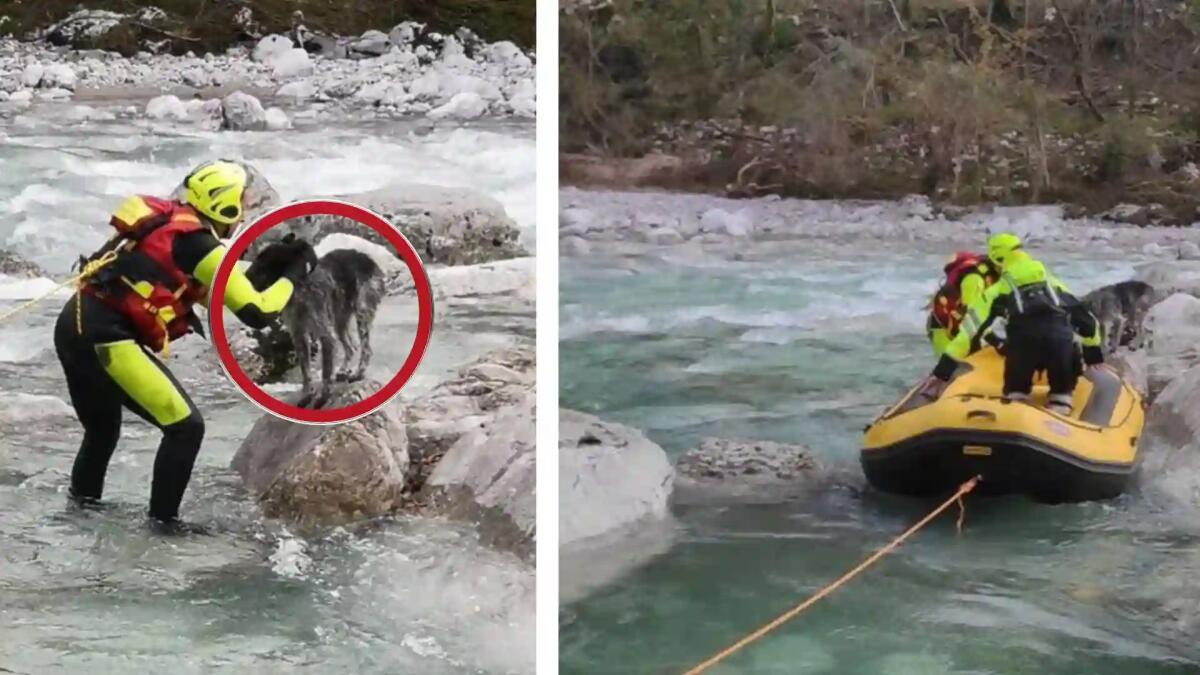 Cane bloccato su una pietra al centro del torrente Arzino: salvato dai pompieri - 