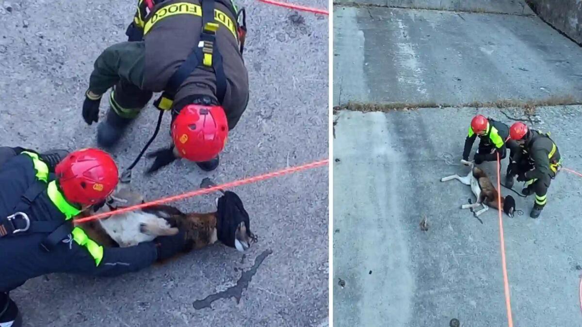 Muflone bloccato nel sedime della diga a Tramonti di Sopra: soccorso dai vigili del fuoco - 