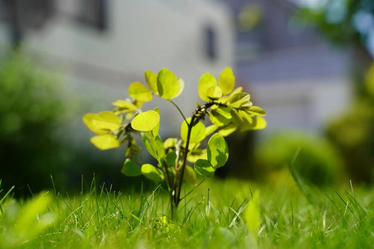 Campoformido, dove nascono i bambini cresce il verde: un albero per ogni neonato - 