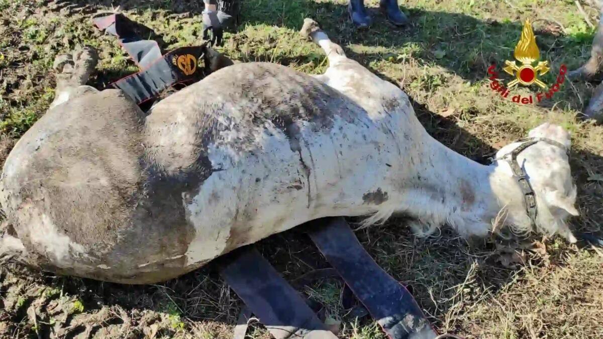 Cavalla cieca esce dal recinto e rimane bloccata nel fango: salvata dai pompieri - 