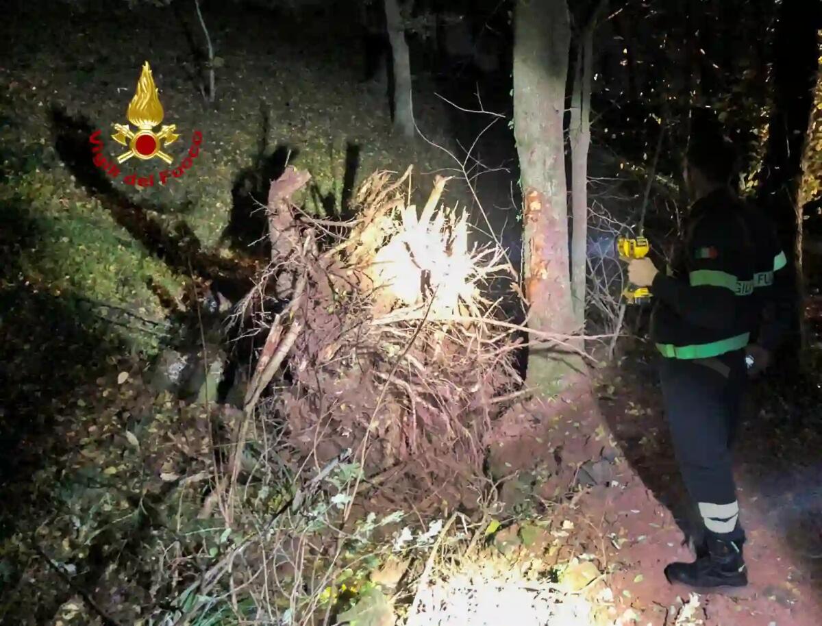 Boscaiolo 59enne travolto da un ceppo: morto sul colpo -
