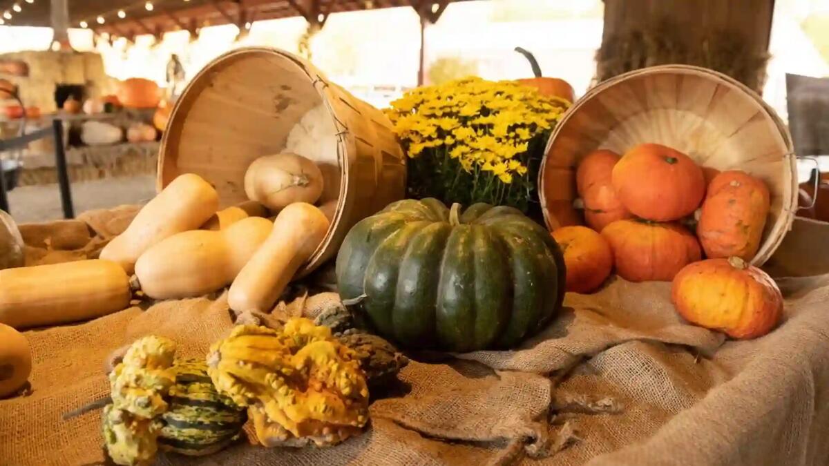 Cosa fare, dove andare in Friuli Venezia Giulia il 1 novembre 2023, eventi e feste da non perdere - 