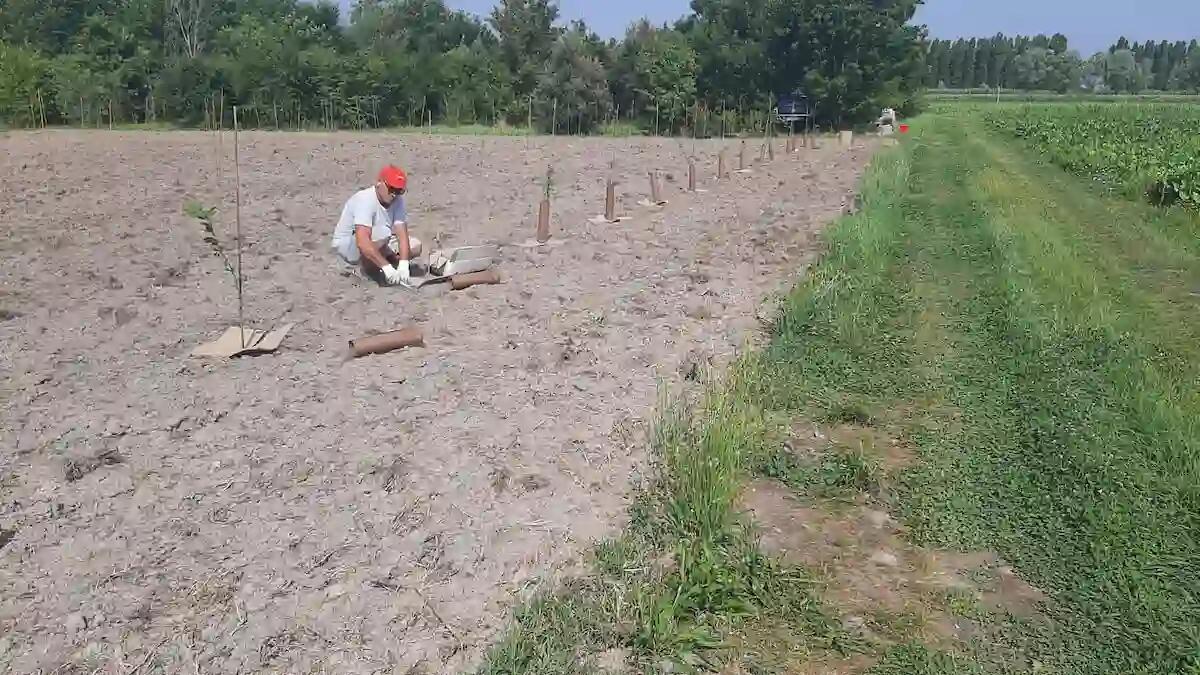 Jesolo, avviato l'iter per la creazione di un nuovo bosco urbano - 
