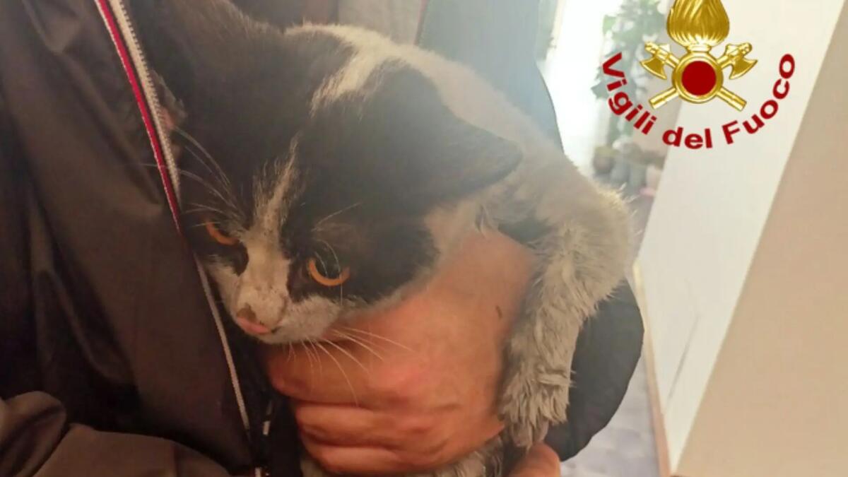 Incendio in appartamento a Pordenone, i pompieri mettono in salvo un gatto - 