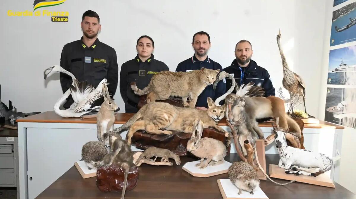 Scoperti e sequestrati 24 animali di specie protette impagliati, nascosti in un carico di masserizie - 