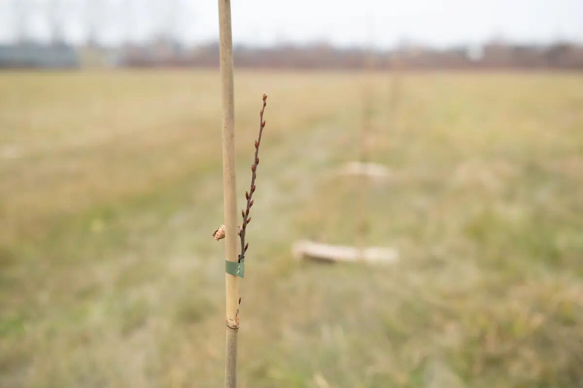 400 nuovi alberi a Pordenone grazie al progetto di CSR del gruppo CRAI -