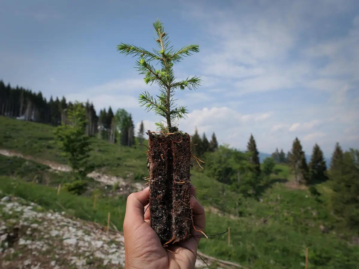 Asiago DOP per l'ambiente, adottati 1000 nuovi alberi - 