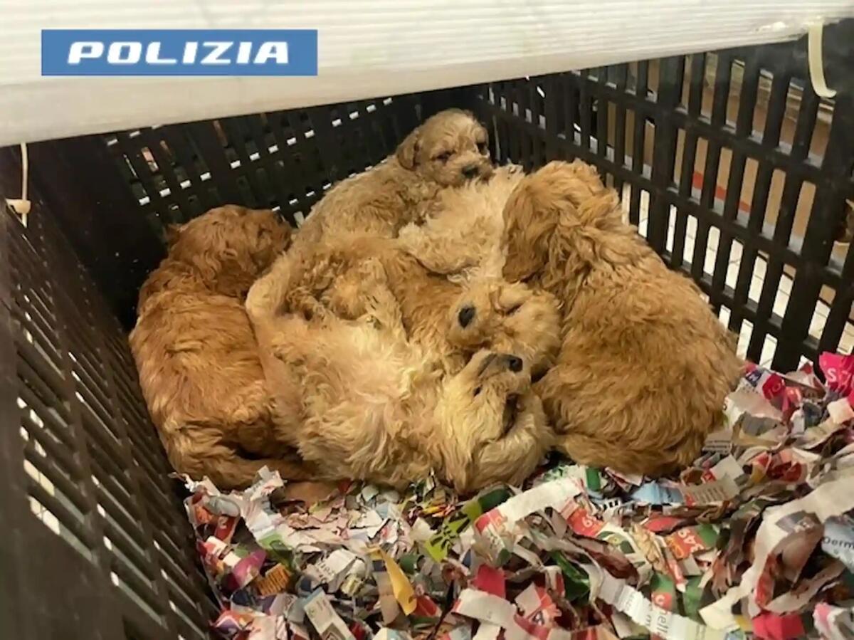 Traffico di cuccioli, fermato un furgone con 77 cani di razza: denunciato un 46enne - 