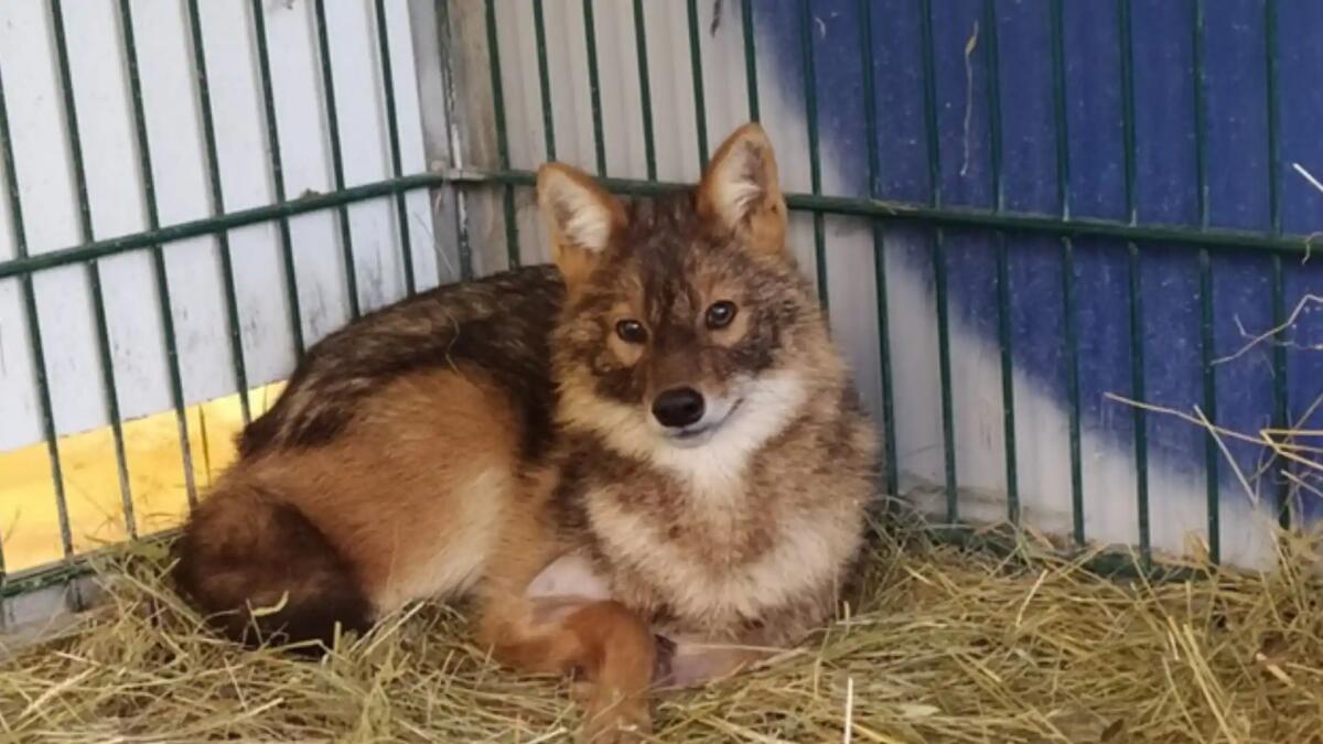 Sciacallo dorato impallinato dai bracconieri ed uno finito nei liquami: soccorsi e tornati liberi - 