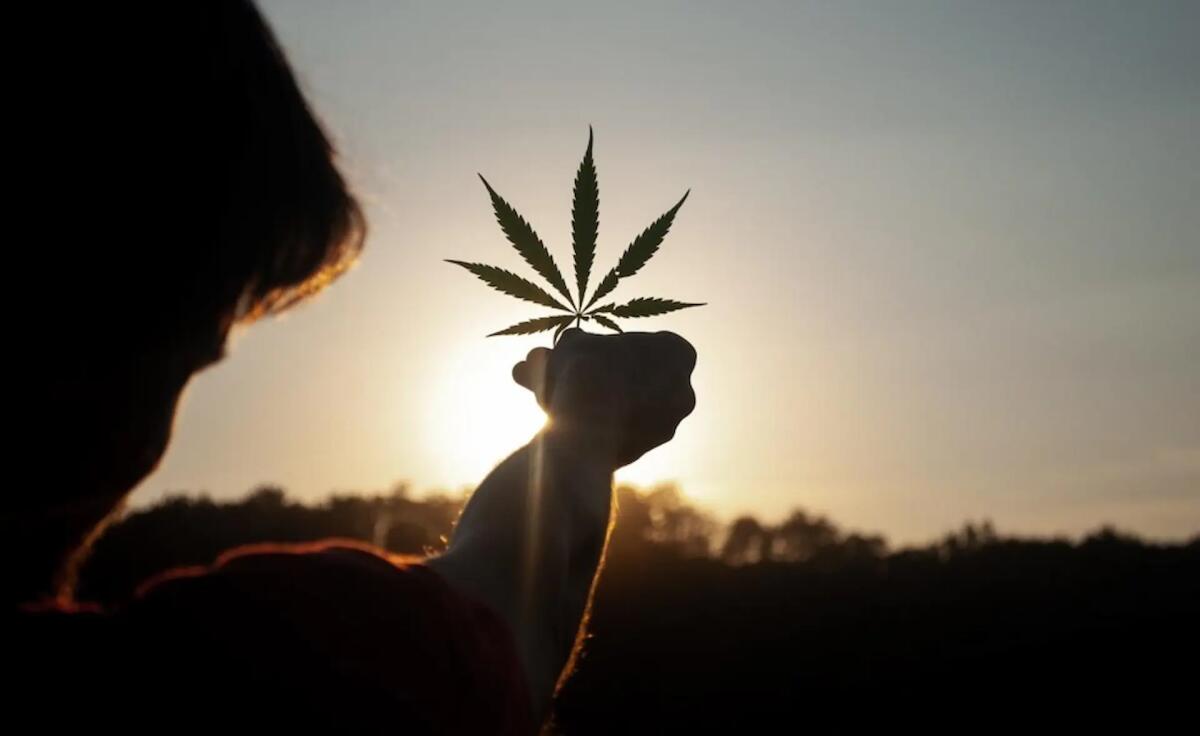 Quali sono i benefici legati alla Cannabis? Le opinioni degli esperti parlano chiaro! - 