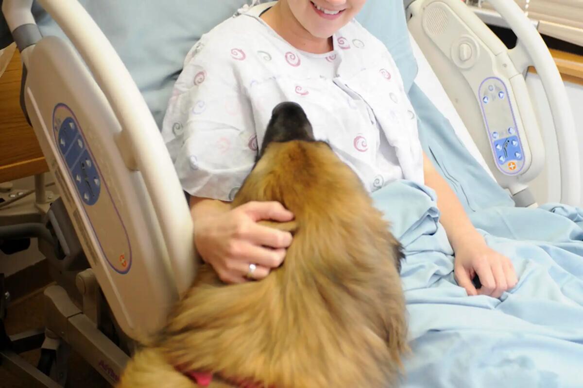 Pet Therapy, cani «antistress» negli ospedali dell'Asufc per "curare" i giovani pazienti - 