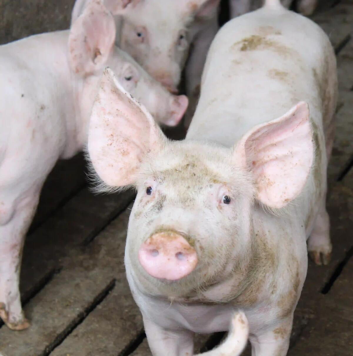 Confagricoltura Fvg, previsioni in positivo per la suinicoltura regionale del 2024 - 