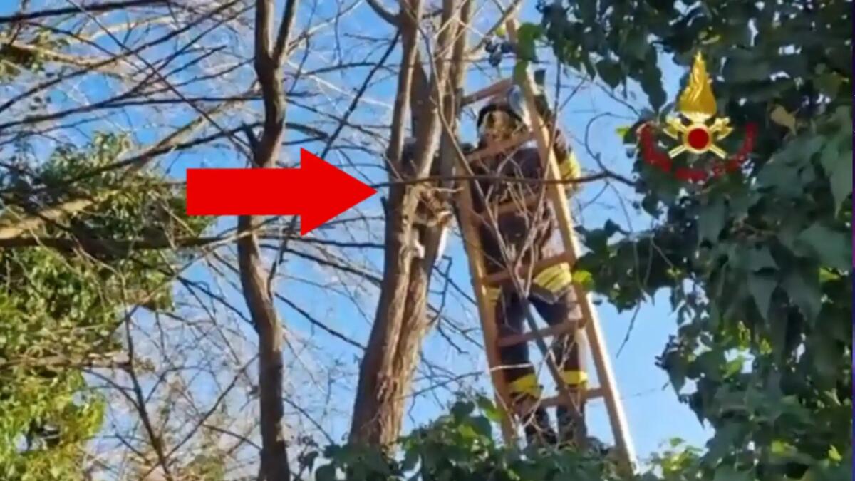 Bloccato da giorni su un albero, gatto salvato dai vigili del fuoco - VIDEO -