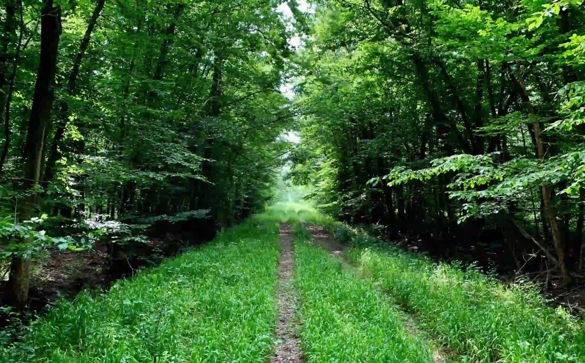 San Giorgio riscopre l’antica Silva Lupanica descritta da Virgilio e Plinio il Vecchio - 