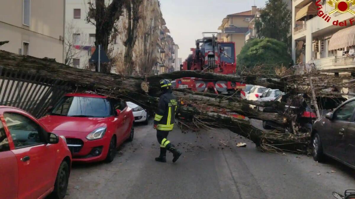 Un grande albero cade sulle auto in sosta. Tragedia sfiorata - 