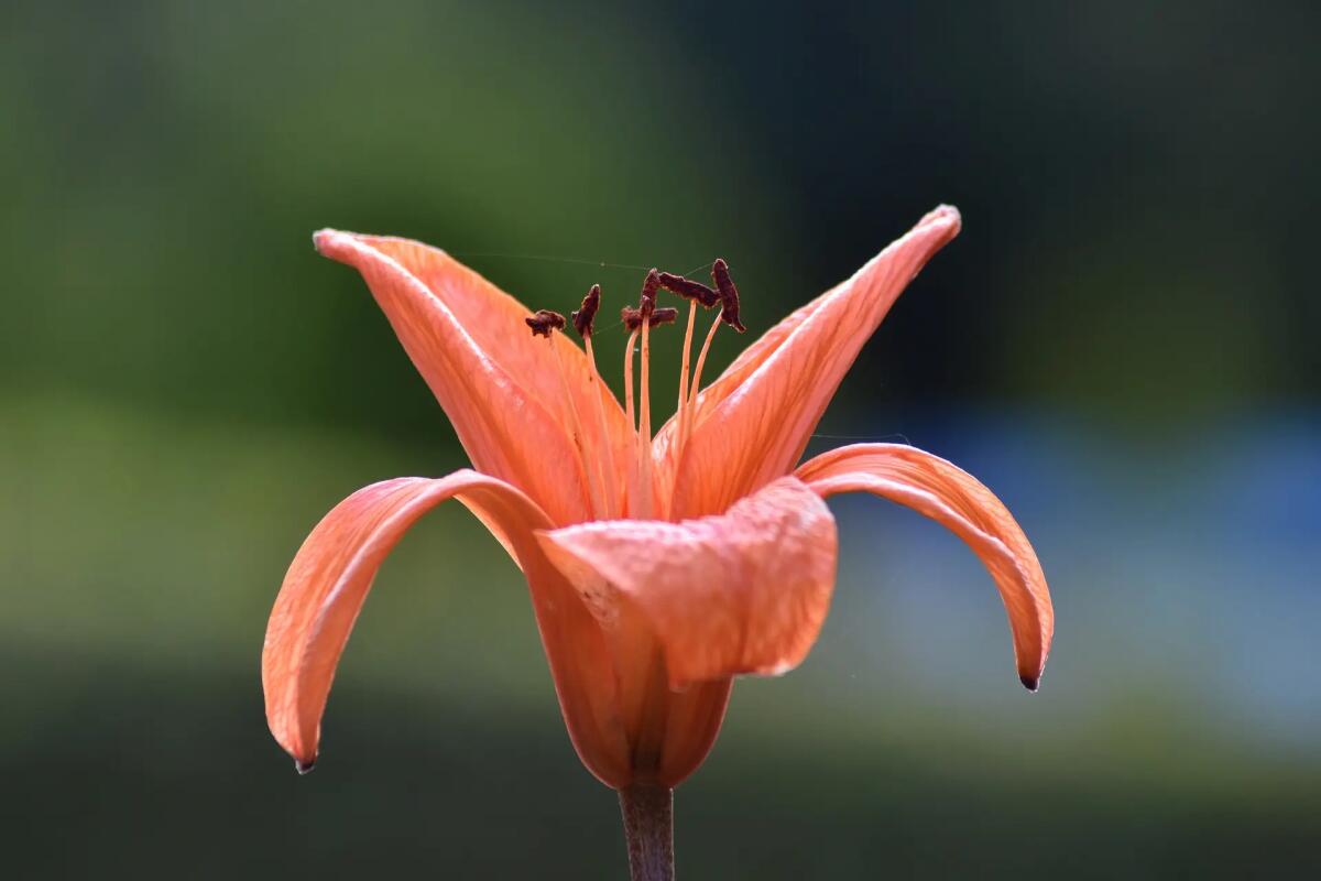 Quali varietà di gigli bulbosi vengono acquistate più spesso in Italia? - 