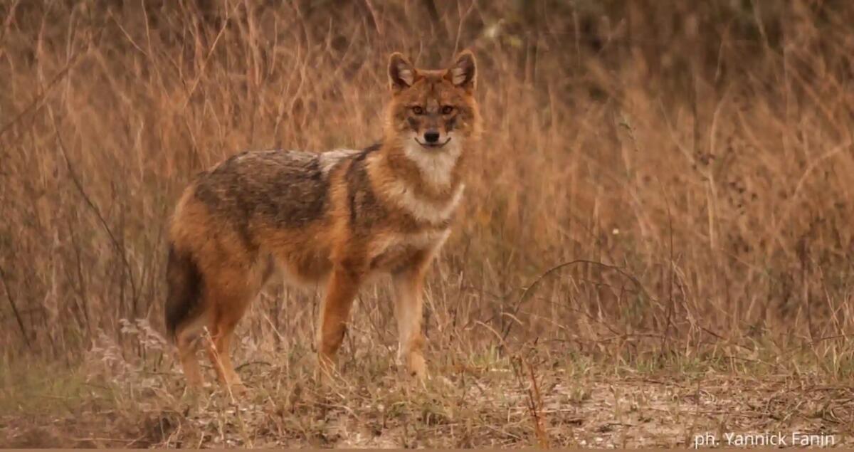 Lo Sciacallo Dorato: ecco il nuovo "inquilino" della Val Resia - 