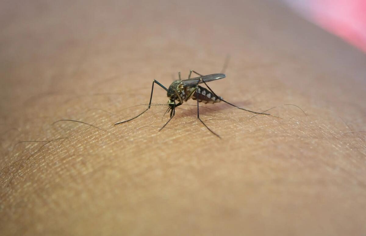 Mamma 45enne muore dopo tre mesi di agonia a causa del virus West Nile - 