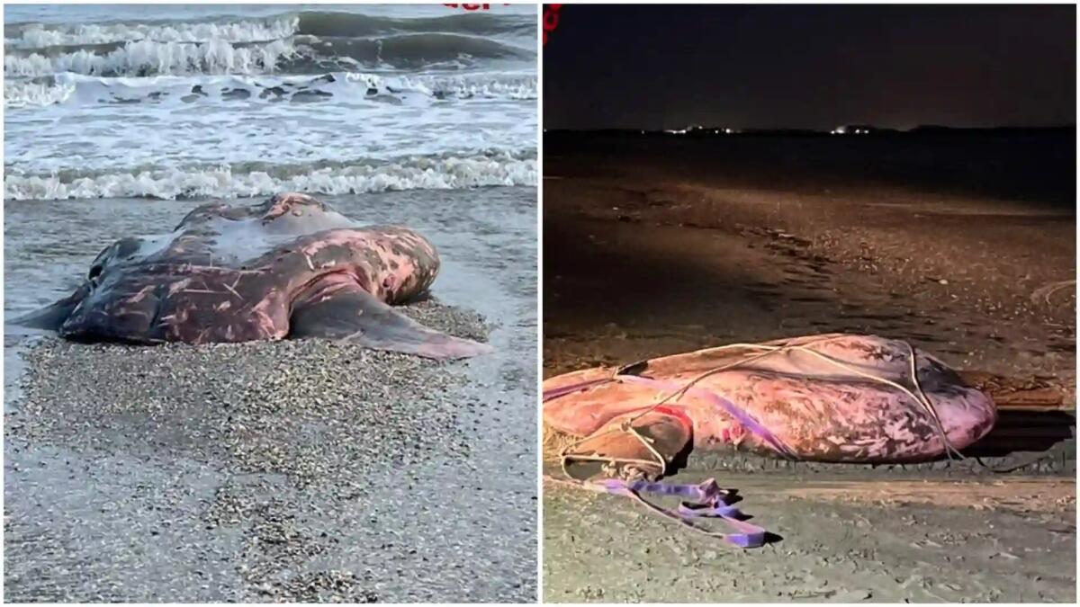 Carcassa di un Pesce Luna di oltre 2,5 metri e 10 quintali di peso si arena sulla spiaggia - 
