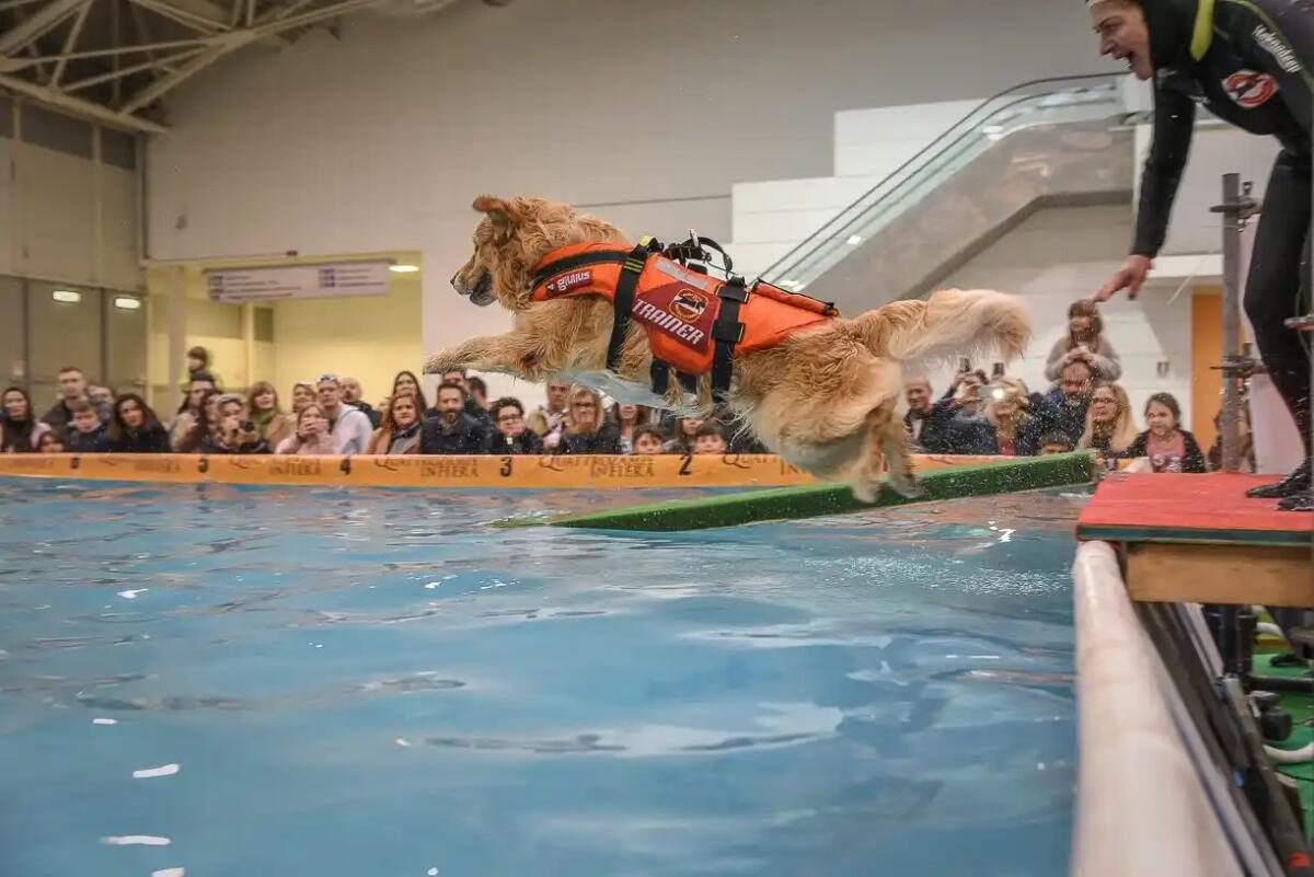 A Padova questo fine settimana Quattrozampeinfiera la più importante manifestazione dedicata ai pet - 