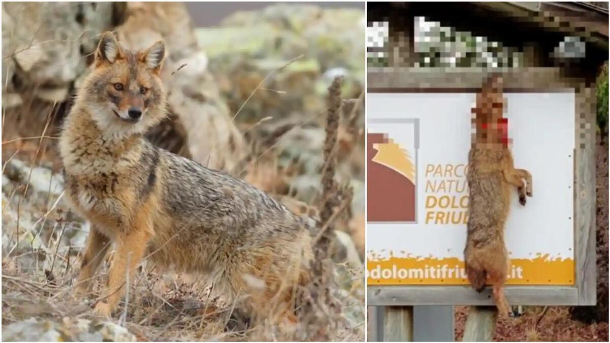 Sciacallo dorato ucciso e appeso ad un cartello: "taglia" di 1.500 euro sulla testa del colpevole -