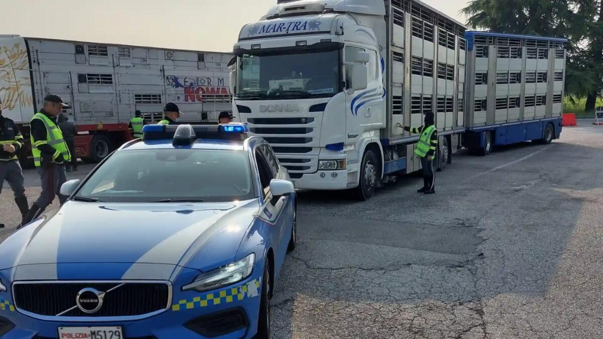 Agnellini in viaggio nel Tir verso la morte ammassati, senza acqua né aria: maxi multa - 