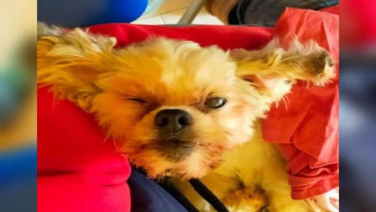 Cagnolina lanciata dal finestrino dell'auto in corsa: «E' in fin di vita» -