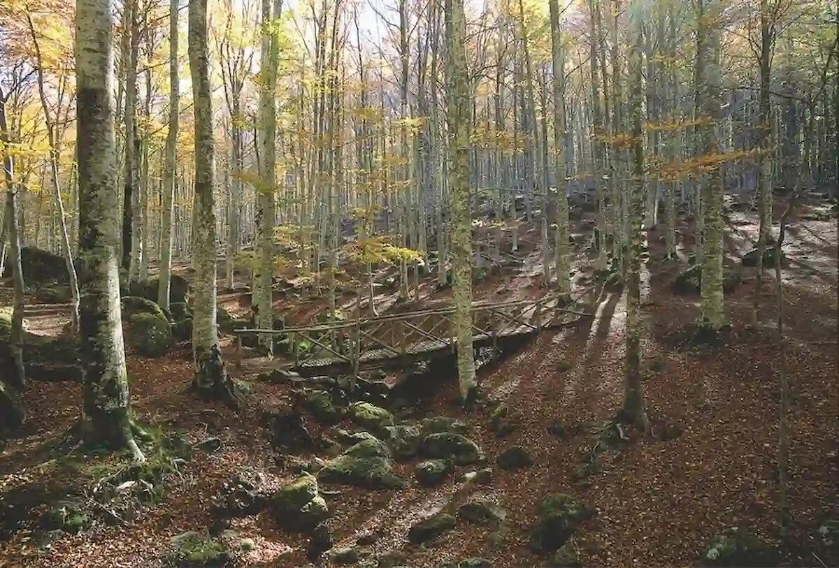 Friuli Venezia Giulia al secondo posto in Italia per foreste certificate PEFC - 