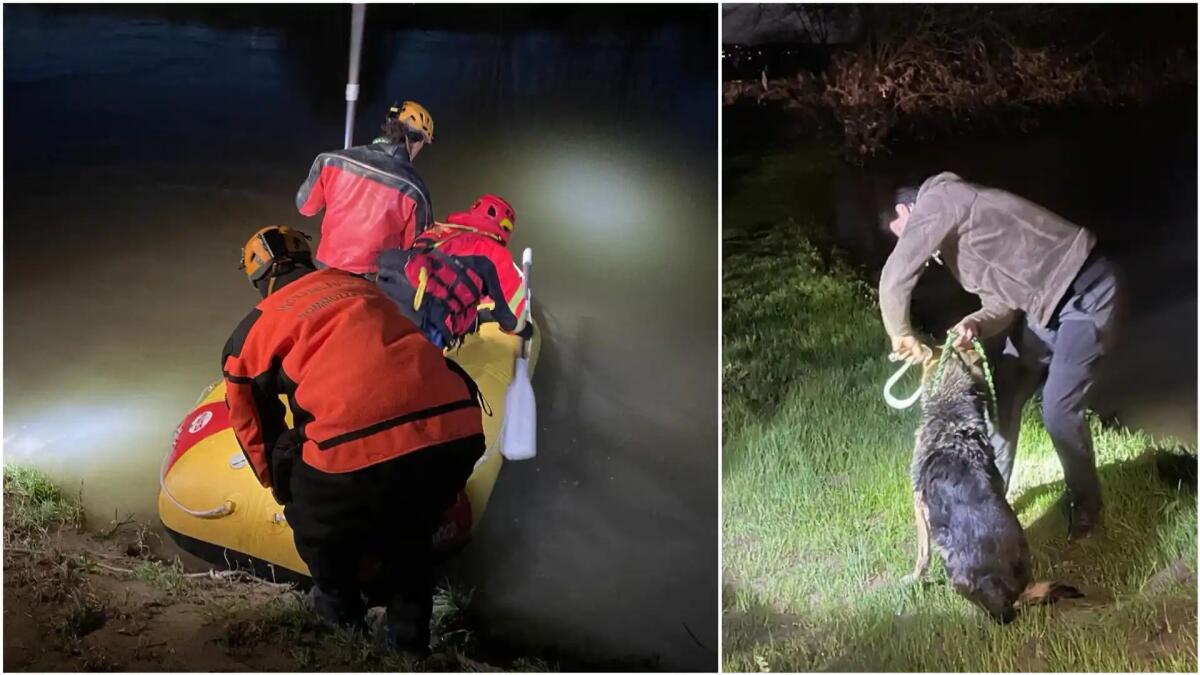 "Mia", un cane pastore, attraversa il fiume e rimane bloccata: salvata dai pompieri -
