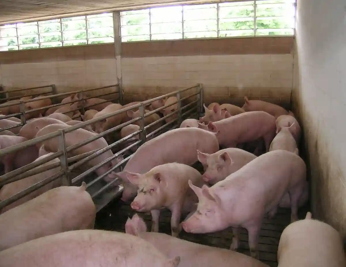 Parlamento Ue riduce le soglie per l’autorizzazione d’impatto ambientale degli allevamenti - 