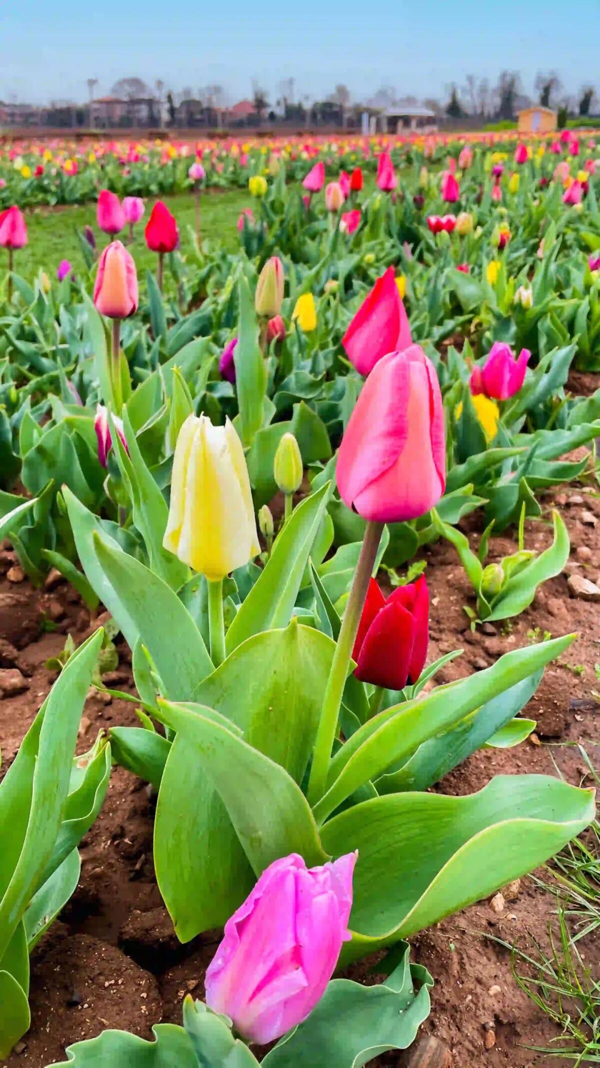 Torna a sbocciare il campo di tulipani alla Flover Farm di Bussolengo - 