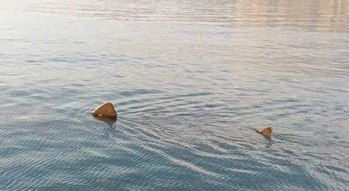 Sorpresa mozzafiato nel Golfo di Trieste: avvistato uno squalo elefante di otto metri -