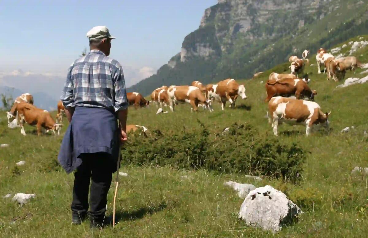 Cia Fvg, «aziende agricole montane in gravissima difficoltà» - 