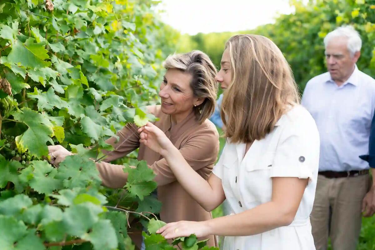 Violette Rosé Spumante: l'Oro di Conte Collalto al Vinitaly 2024 - 