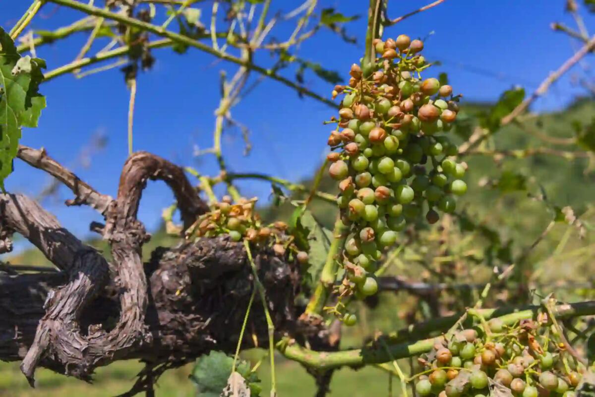 Agricoltura, indennizzi per 1,2 milioni agli agricoltori della Riviera del Brenta -