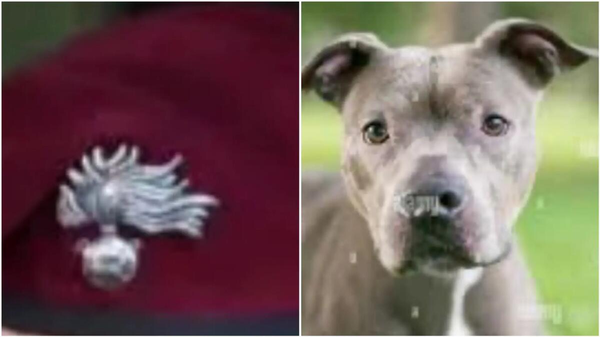 Moruzzo. Il suo Pitbull accusato di aver azzannato un altro cane e la vicina: assolto Vicebrigadiere - 