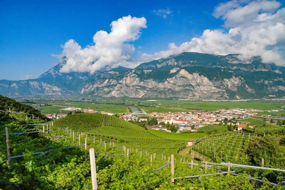 Il Pinot Grigio DOC delle Venezie brilla a Vinitaly 2024: un trionfo di territorio e qualità -