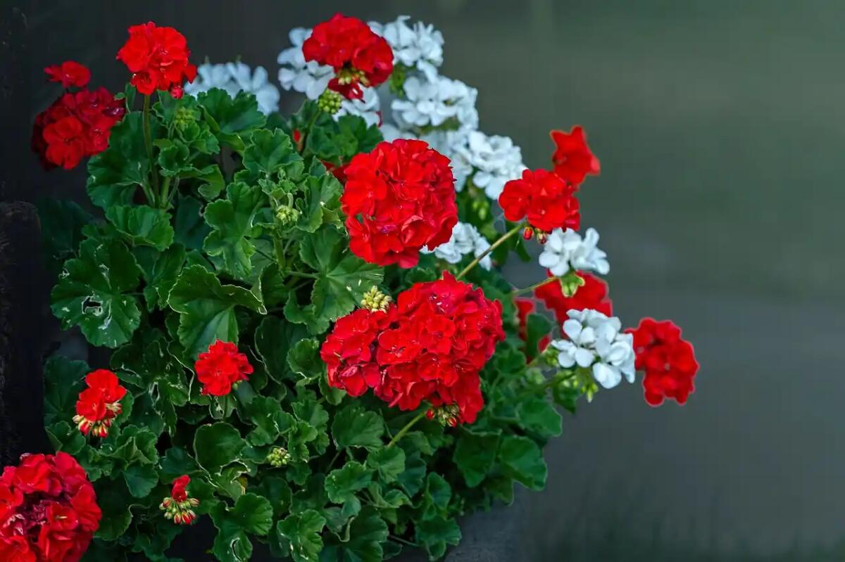 10 trucchi per coltivare geranei strepitosi sul tuo balcone - 