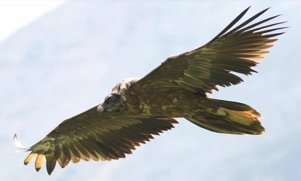 Uno splendido gipeto e un'aquila di mare: rari rapaci avvistati alla Riserva di Cornino - 