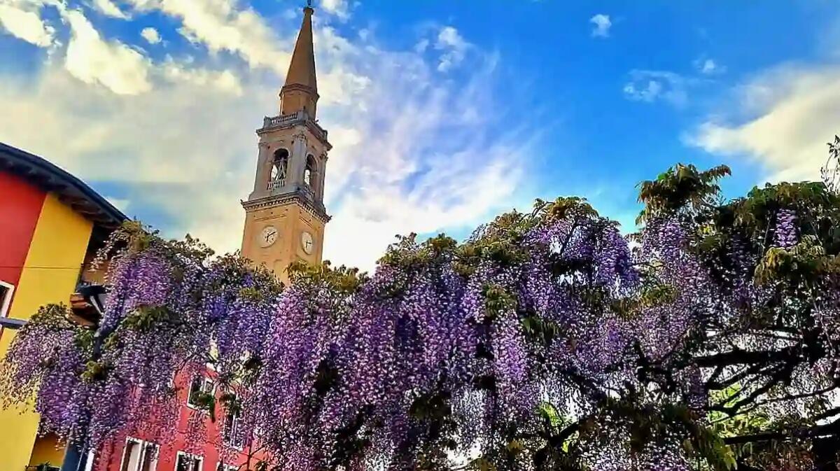 Il glicine da ammirare in una piazza del Friuli: che meraviglia - 