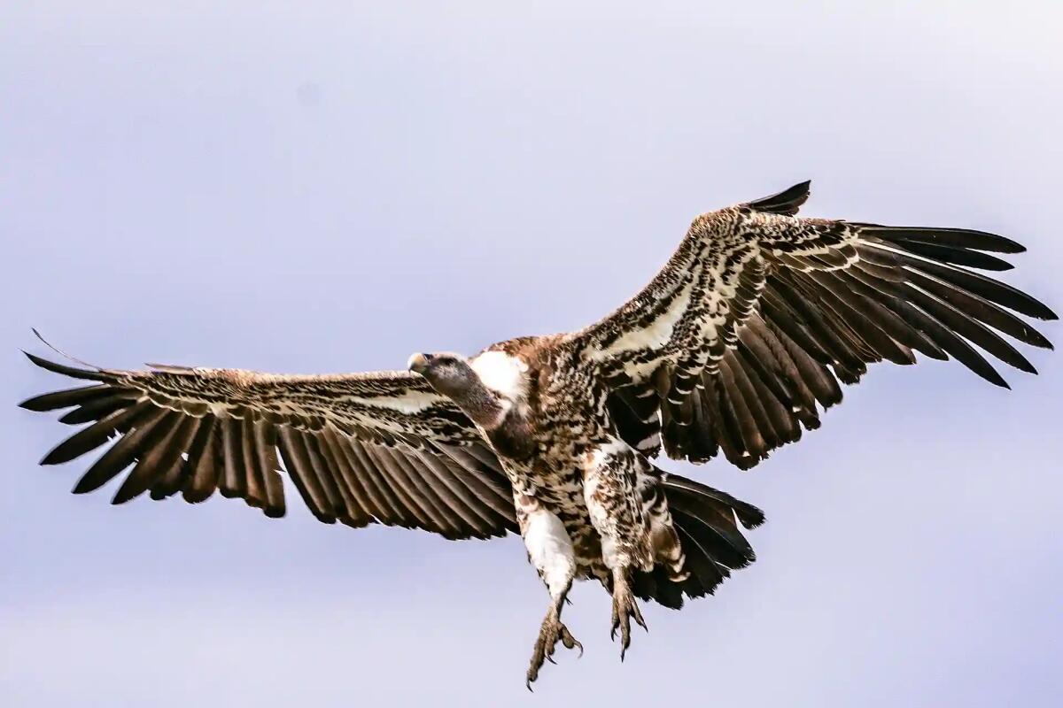 Il ritorno degli avvoltoi sulle Alpi: conferenza a Tolmezzo con l'esperto Fulvio Genero - 