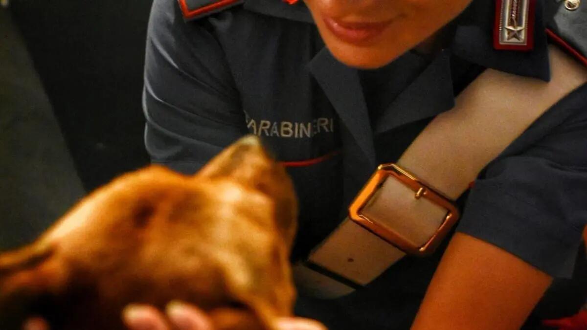 Cagnolina viveva rinchiusa nello sgabuzzino in pessime condizioni: denunciato 69enne - 