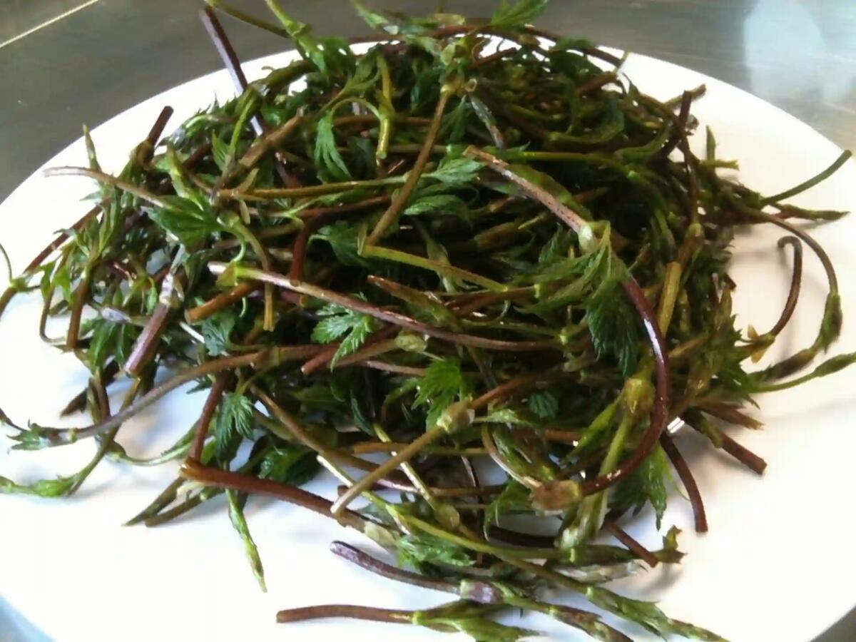 Primavera, tornano gli Urticions o bruscandoli: cosa sono, dove trovarli, proprietà e come cucinarli - 